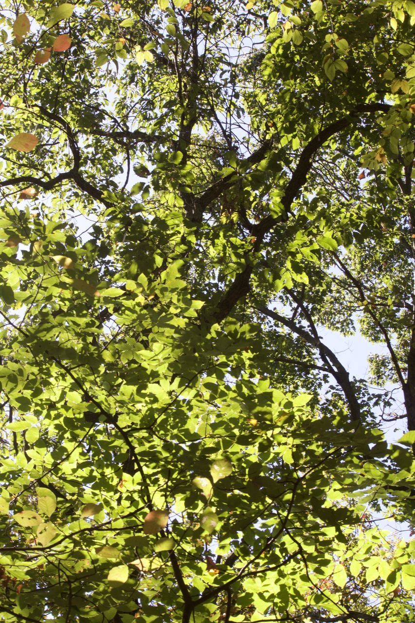 LOW ANGLE VIEW OF TREE