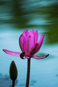 Close-up of pink water lily in pond or lotus