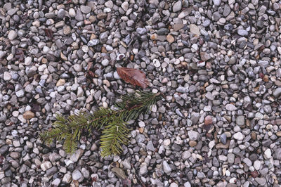 High angle view of lizard on pebbles