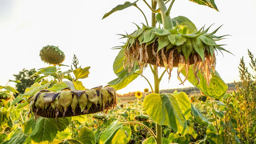 Close-up of sunflower on plant against sky