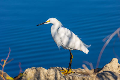 Snowy egret perching on rock