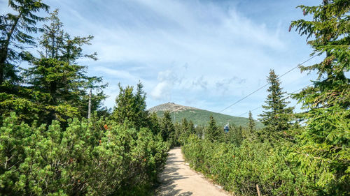 Footpath amidst trees against sky to mountsin snezka