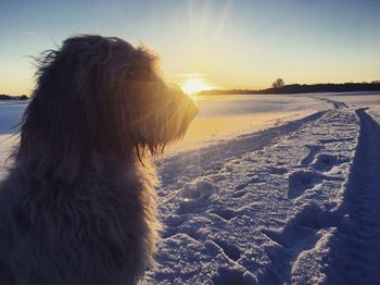 Dog on beach against sky during sunset