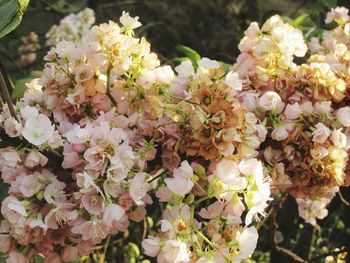 Close-up of pink flowers