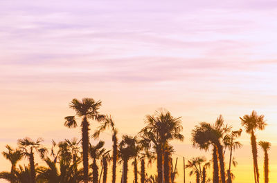 Silhouette of the palm trees at sunset with vintage filter. photo with soft focus.