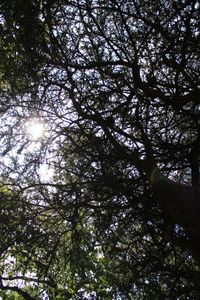 Low angle view of trees