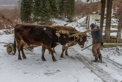 Cows standing on snow covered farm during winter