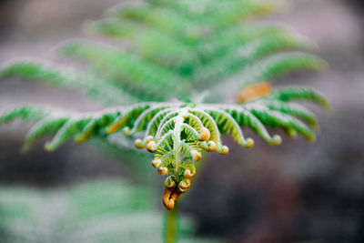 Close-up of green leaves on plant