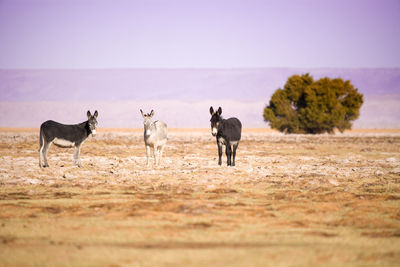 Donkeys on field