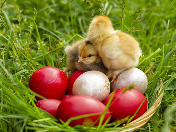 View of eggs in field