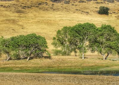 Trees on field