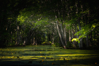 Trees in forest