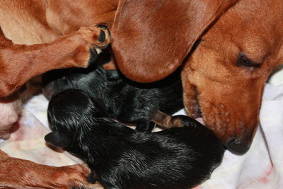 Close-up of a dog sleeping