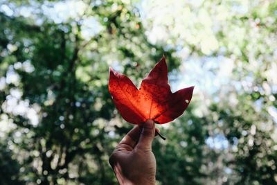 Close-up of hand holding maple leaf