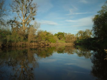 Reflection of trees in calm lake