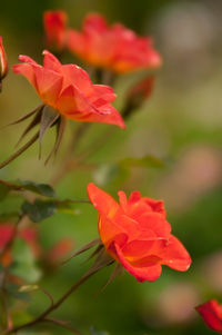 Close-up of red rose