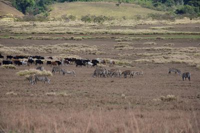 Maasai village - ngorongoro crater