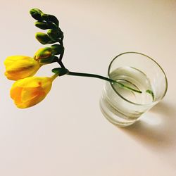 Close-up of flowers