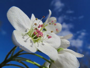 Close-up of fresh white flower against sky