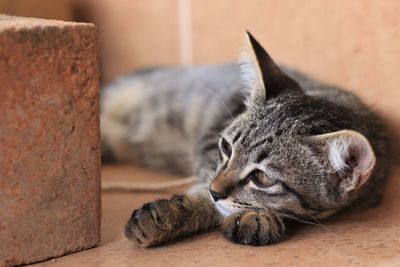 Close-up of a cat resting