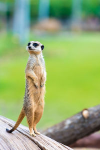 Meerkat standing on wood at zoo