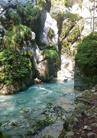 Scenic view of waterfall in forest