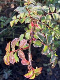 Close-up of berries growing on plant