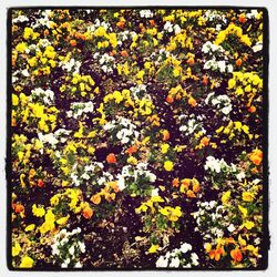 Full frame of yellow flowers