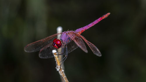 Close-up of dragonfly on twig