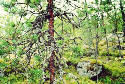 Trees in forest