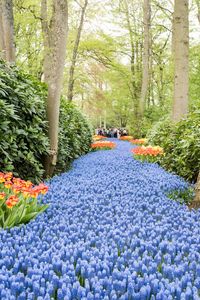 View of flowering plants in garden