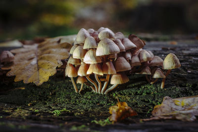 Close-up of mushroom growing on field