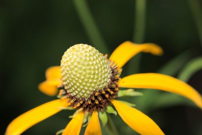 Close-up of yellow flower