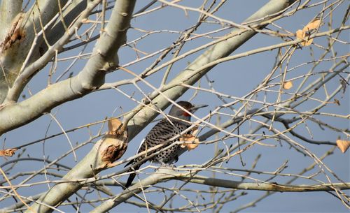 Low angle view of birds perching on tree