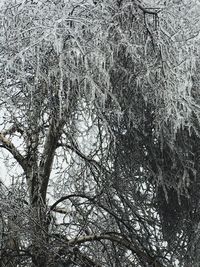 Bare trees against sky