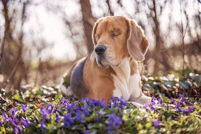 Close-up of a dog looking away