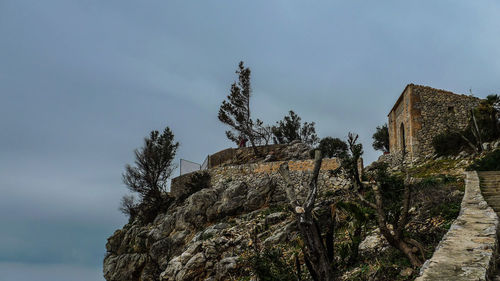 Low angle view of plants growing on rock against sky