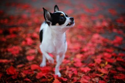 Dog walking on maple leaves