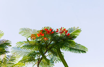 Low angle view of palm tree against clear sky