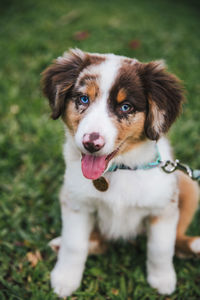 Close-up portrait of puppy on field