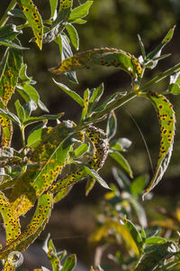 Close-up of fresh green plant