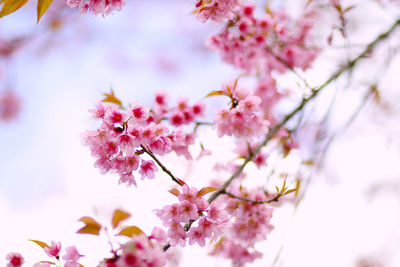 Close-up of pink cherry blossom