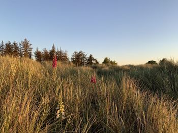 Scenic view of grassy field against clear sky