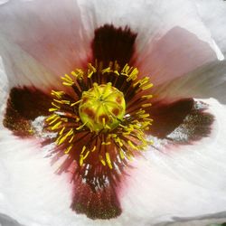 Close-up of flower against blurred background