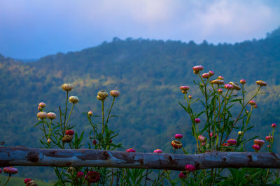 Close-up of flowering plants against sky