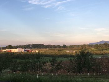 Scenic view of field against sky