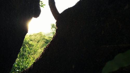 Close-up of tree trunk against sky