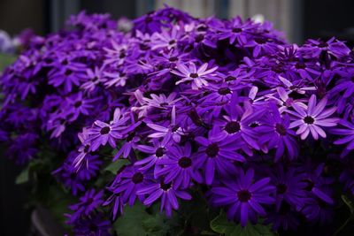 Close-up of purple flowering plants