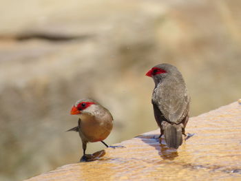 Close-up of birds perching on water