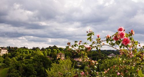 Scenic view of flowering plants against cloudy sky